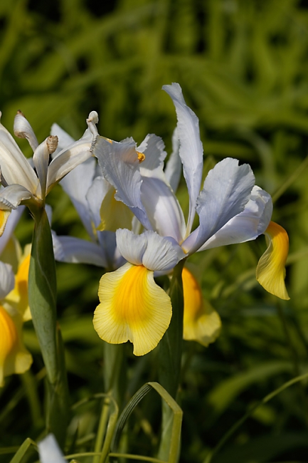 Jardin des Impressionnistes-MAI14-048